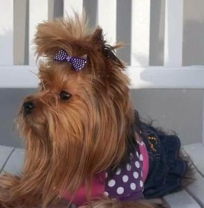 Meet your Posher, Donna anderson